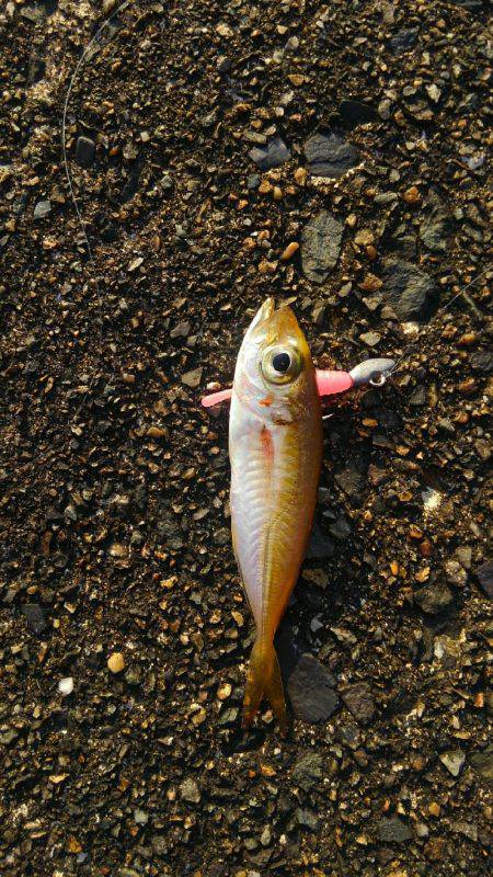 ミップル様周辺で(笑)。