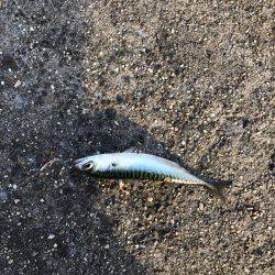 四日市港inサビキ