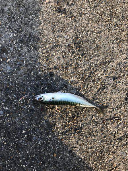 四日市港inサビキ