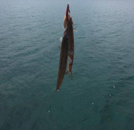 いったい何がつれるんです？