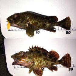 ワームでガシラ