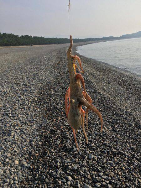 大里松原海岸 メタルジグでタコ2匹！？