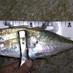 サーフアジング！