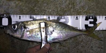 サーフアジング！