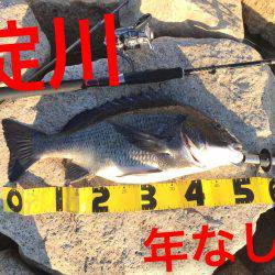 出た！淀川チヌ年なし！