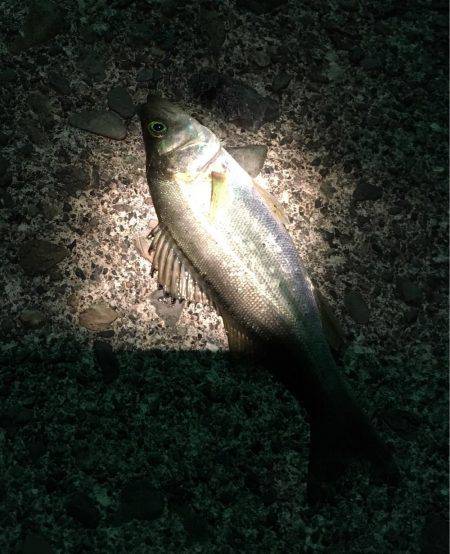 アジングでアジ釣れず