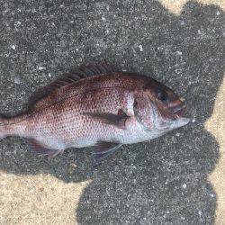 マリーナシティ海洋釣り堀