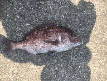 マリーナシティ海洋釣り堀