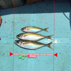 鯛ラバチャレンジ！＆ギガアジ！