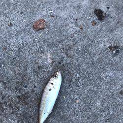 久しぶりのアジング！