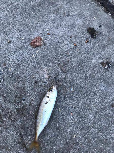 久しぶりのアジング！