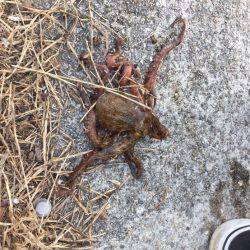 オクトパッシング