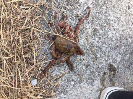 オクトパッシング