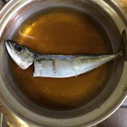 タコ釣りのはずが・・