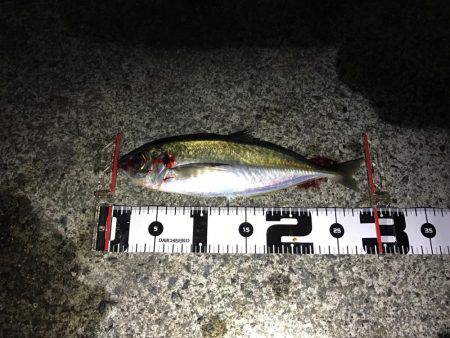 アジングパラダイスのポテンシャル