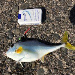 色々釣れました