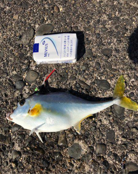 色々釣れました