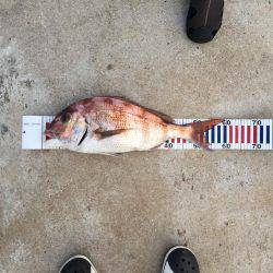 アジングで真鯛