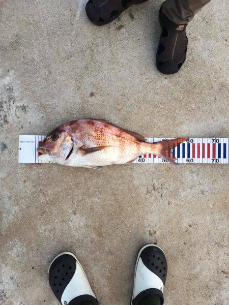 アジングで真鯛