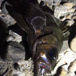 爆風メバリング