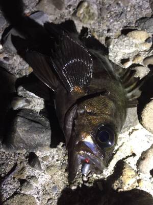 爆風メバリング