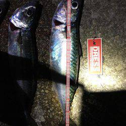 サバの回遊あり！