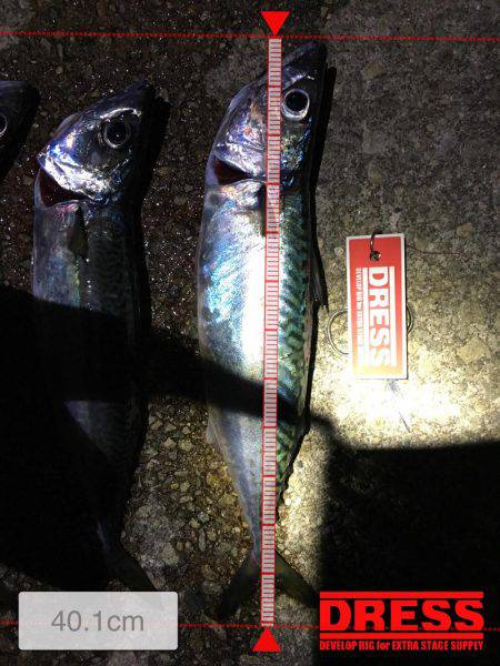 サバの回遊あり！