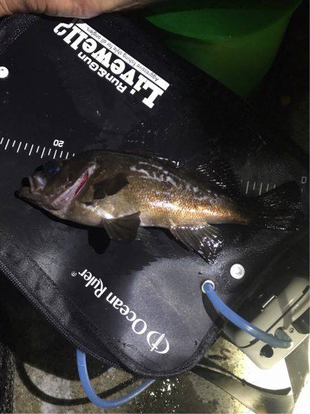 メバル(｡-∀-｡)