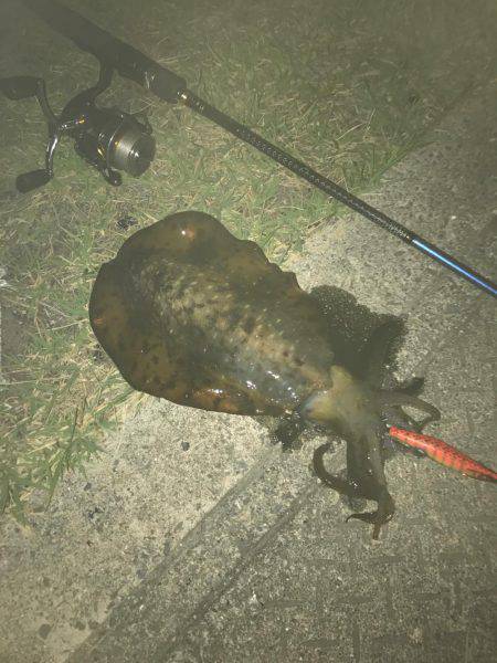 春イカおわりですね