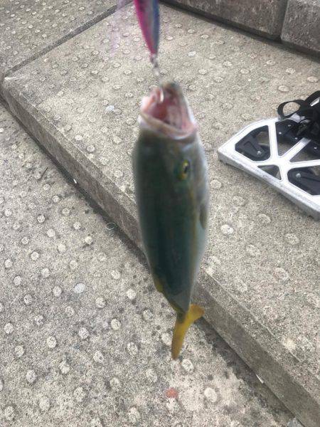 太刀魚からの〜ツバスリベンジ！