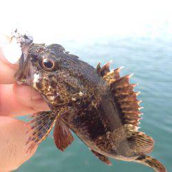 垂水漁港でガシリング！！