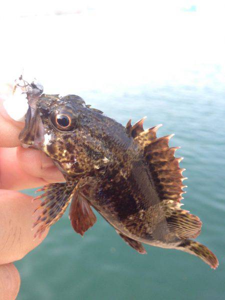 垂水漁港でガシリング！！