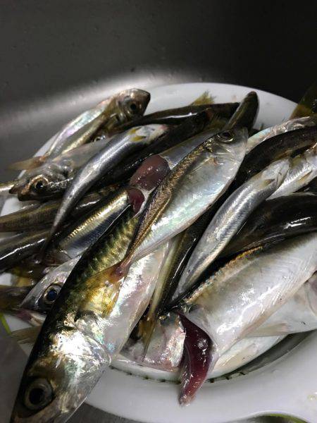 草野球後のサビキ