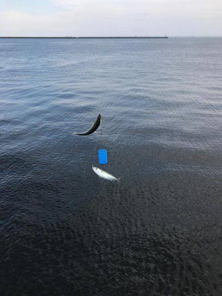 サビキIN四日市港 昼