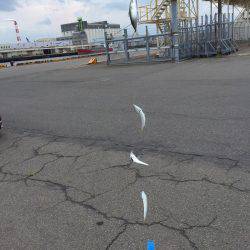 四日市港 サビキ