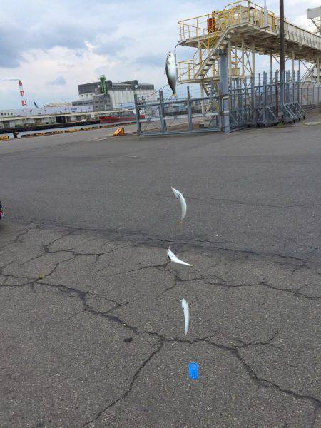 四日市港 サビキ