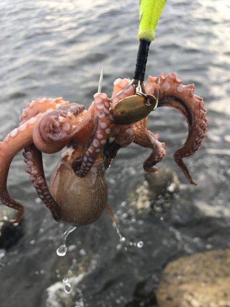 蛸、たこ、タコ！