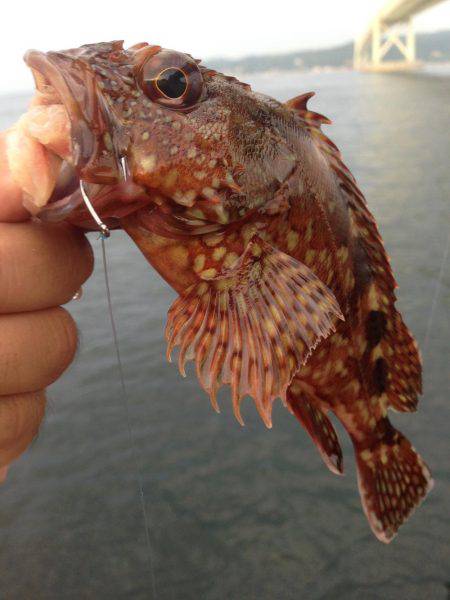 アジュール舞子でガシリング！！