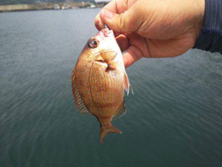 デイの釣りはパッとしない