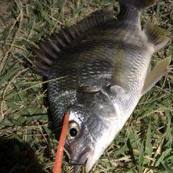 まだまだ釣れてます！