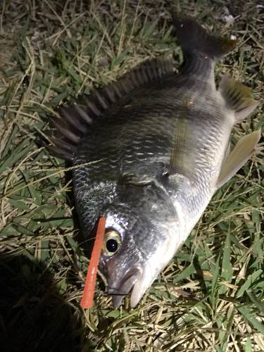 まだまだ釣れてます！