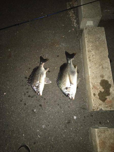 最短チヌゲーム