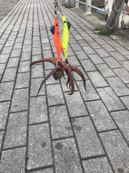 出勤前のタコ活