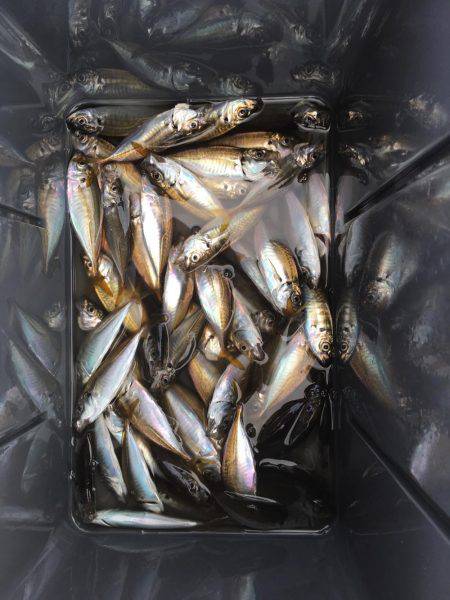 サビキチャレンジ