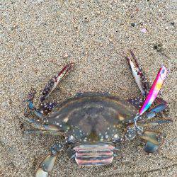 鈴鹿サーフ フラット