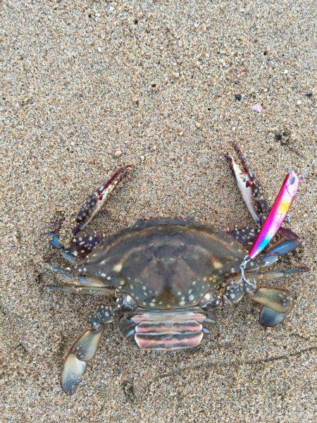 鈴鹿サーフ フラット