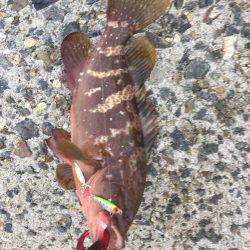 シーバスのはずが(T . T)