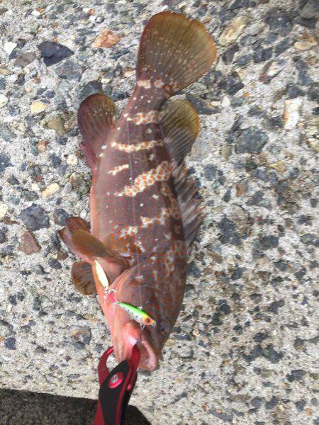 シーバスのはずが(T . T)