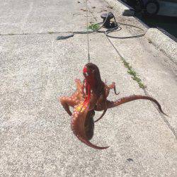 オクトパッシング