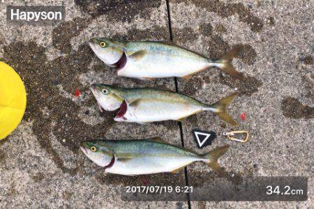 ポーアイ沖にて、ツバス